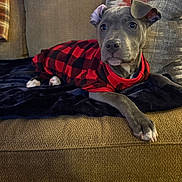Piper joined the competition — help win amazing prizes! blanket, couch, cozy, dog, ears, eyes, fur, furniture, indoor, living_room, nose, pajamas, paw, pet, pillows, plaid, portrait, puppy, red_and_black, resting
