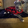 blanket, couch, cozy, dog, ears, eyes, fur, furniture, indoor, living_room, nose, pajamas, paw, pet, pillows, plaid, portrait, puppy, red_and_black, resting