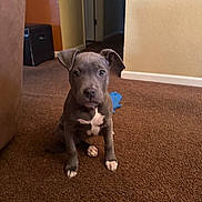 Piper joined the competition — help win amazing prizes! dog, puppy, blue_toy, carpet, brown_carpet, indoor, sitting, ears, paws, white_marking, cute, eyes, snout, pet, living_room, doorway, wall, baseboard, small_toy, curious