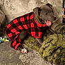 Piper is registered to the contest to win money with this photo: blanket, couch, cozy, dog, fabric, fur, green_blanket, happy, indoor, living_room, pajamas, paw, pet, plaid, puppy, red_black_plaid, sleepy, tongue, toy, yawning