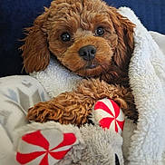 Buddy is registered to the contest to win money with this photo: dog, puppy, brown_puppy, pet, toy, plush_toy, blanket, fleece, cozy, close_up, portrait, big_eyes, black_nose, fur, paw, stuffed_animal, indoor, resting, cute, looking_at_camera