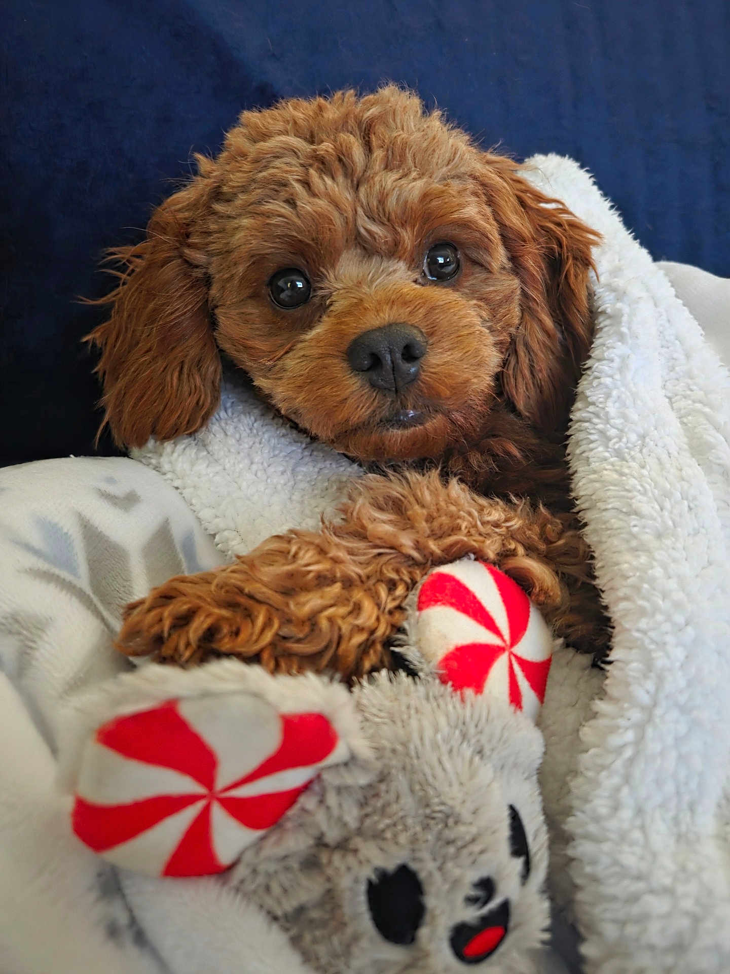Buddy is registered to the contest to win money with this photo: dog, puppy, brown_puppy, pet, toy, plush_toy, blanket, fleece, cozy, close_up, portrait, big_eyes, black_nose, fur, paw, stuffed_animal, indoor, resting, cute, looking_at_camera