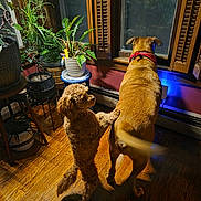 Buddy is registered to the contest to win money with this photo: companionship, cozy_home, dog, dogs, hardwood_floor, houseplant, indoor, large_dog, looking_out, paw, plant_stand, pot, potted_plant, red_bandana, shadow, small_dog, stool, tail_wag, window, wooden_shutters