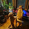 companionship, cozy_home, dog, dogs, hardwood_floor, houseplant, indoor, large_dog, looking_out, paw, plant_stand, pot, potted_plant, red_bandana, shadow, small_dog, stool, tail_wag, window, wooden_shutters