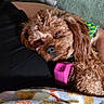 Buddy is registered to the contest to win money with this photo: black_shirt, blanket, brown_dog, carpet, cozy, cuddly, dog, eye, fur, green_bandana, indoor, lap, nose, paw, person, pet, pink_toy, puppy, sleepy, toy