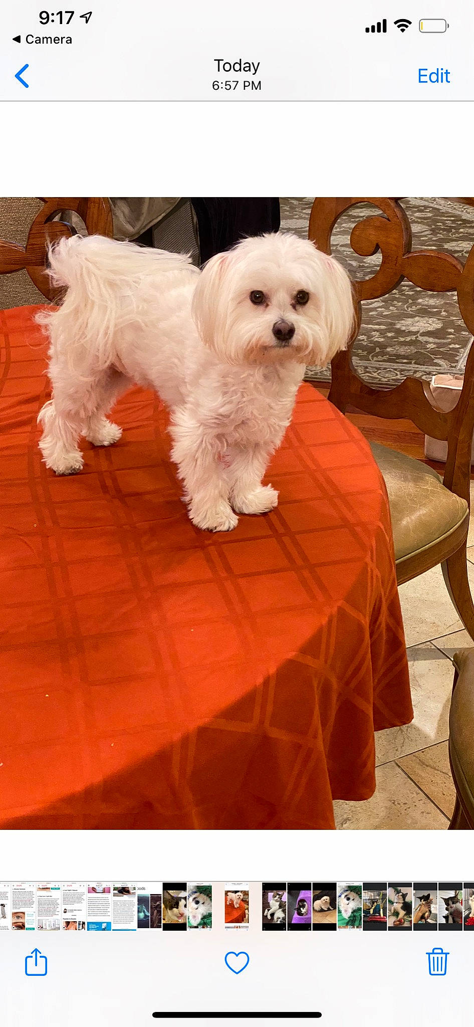 Kingsley is registered to the contest to win money with this photo: bichon, bolognese, bolonka, canidae, carnivore, companion_dog, coton_de_tulear, dog, dog_breed, havanese, maltepoo, maltese, mammal, non_sporting_group, puppy, rare_breed_dog, shih_tzu, toy_dog, toy_poodle, vertebrate