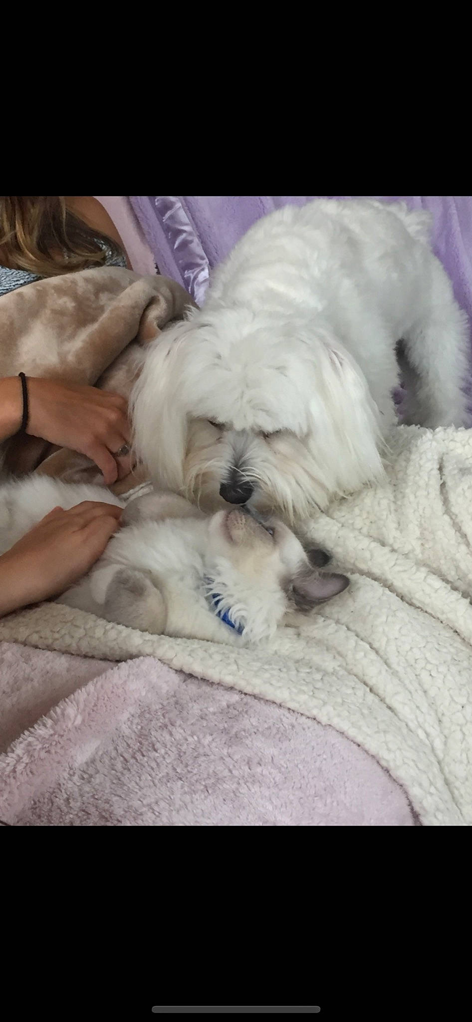 Kingsley joined the competition — help win amazing prizes! bolonka, canidae, carnivore, chinese_imperial_dog, cockapoo, companion_dog, dog, dog_breed, lhasa_apso, maltepoo, maltese, mammal, non_sporting_group, puppy, puppy_love, schnoodle, shih_tzu, tibetan_terrier, toy_dog, vertebrate