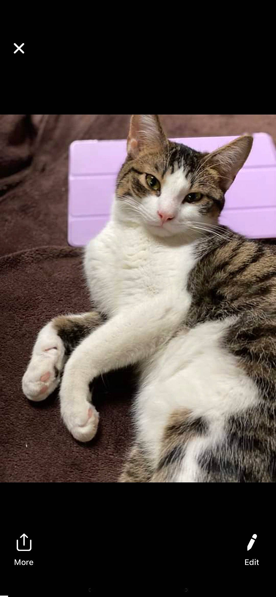 Lark joined the competition — help win amazing prizes! aegean_cat, american_shorthair, american_wirehair, asian, carnivore, cat, domestic_short_haired_cat, dragon_li, european_shorthair, felidae, fur, kitten, mammal, paw, photo_caption, polydactyl_cat, small_to_medium_sized_cats, tabby_cat, whiskers