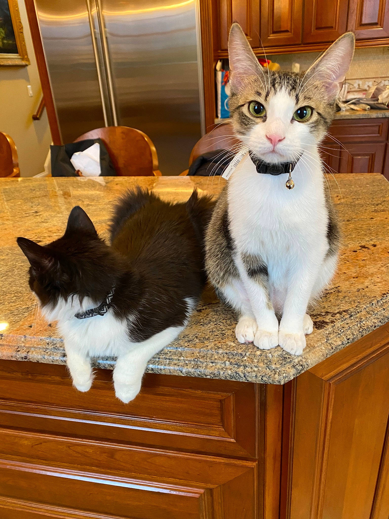 Lark joined the competition — help win amazing prizes! aegean_cat, american_wirehair, asian, carnivore, cat, domestic_short_haired_cat, ear, european_shorthair, fawn, felidae, fur, japanese_bobtail, kitten, mammal, polydactyl_cat, small_to_medium_sized_cats, tail, vertebrate, whiskers