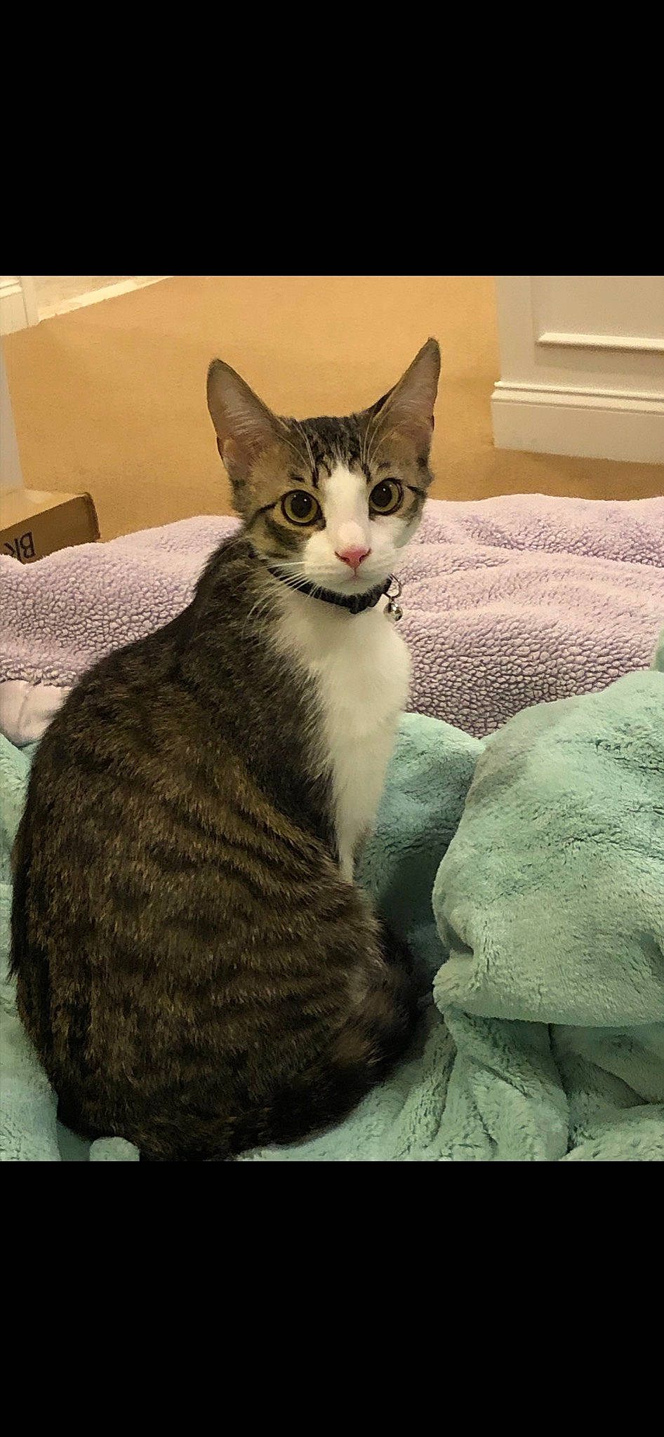 Lark is registered to the contest to win money with this photo: aegean_cat, american_wirehair, asian, carnivore, cat, domestic_short_haired_cat, european_shorthair, felidae, german_rex, kitten, mammal, ojos_azules, small_to_medium_sized_cats, tabby_cat, vertebrate, whiskers