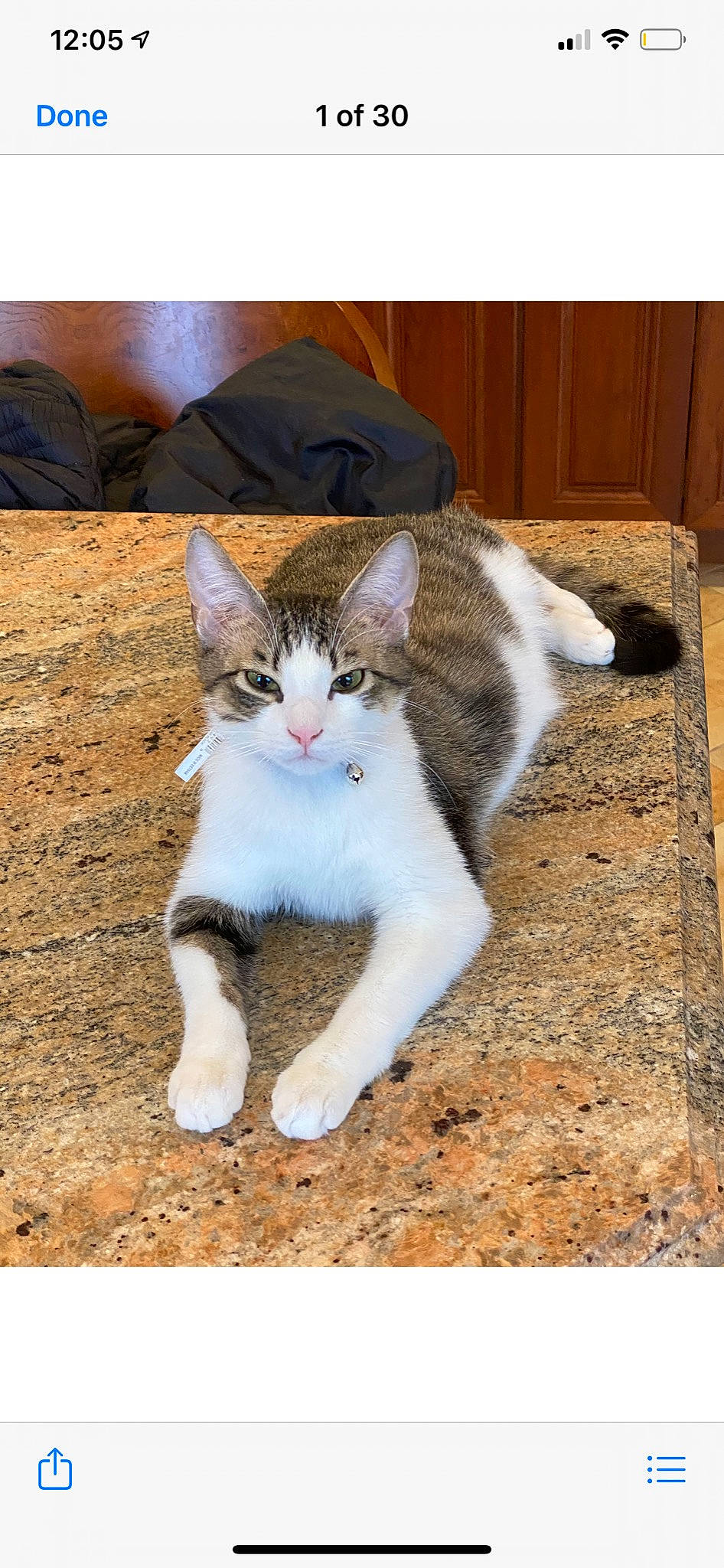 Lark joined the competition — help win amazing prizes! aegean_cat, american_wirehair, carnivore, cat, domestic_short_haired_cat, european_shorthair, felidae, kitten, paw, photo_caption, polydactyl_cat, small_to_medium_sized_cats, tabby_cat, tail, whiskers