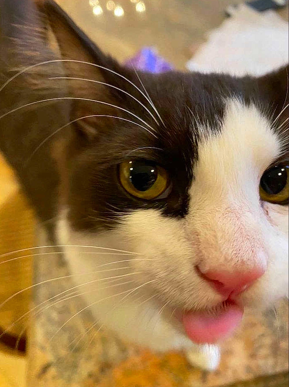 Gentry is registered to the contest to win money with this photo: aegean_cat, american_wirehair, carnivore, cat, close_up, domestic_short_haired_cat, european_shorthair, eye, felidae, fur, iris, kitten, nose, small_to_medium_sized_cats, snout, snowshoe, whiskers