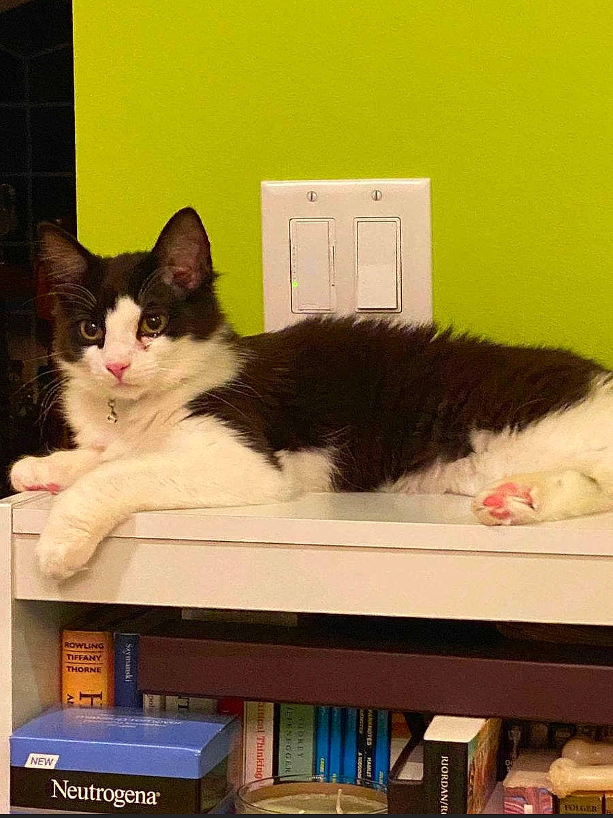 Gentry is registered to the contest to win money with this photo: carnivore, cat, domestic_short_haired_cat, european_shorthair, felidae, furniture, kitten, polydactyl_cat, small_to_medium_sized_cats, whiskers