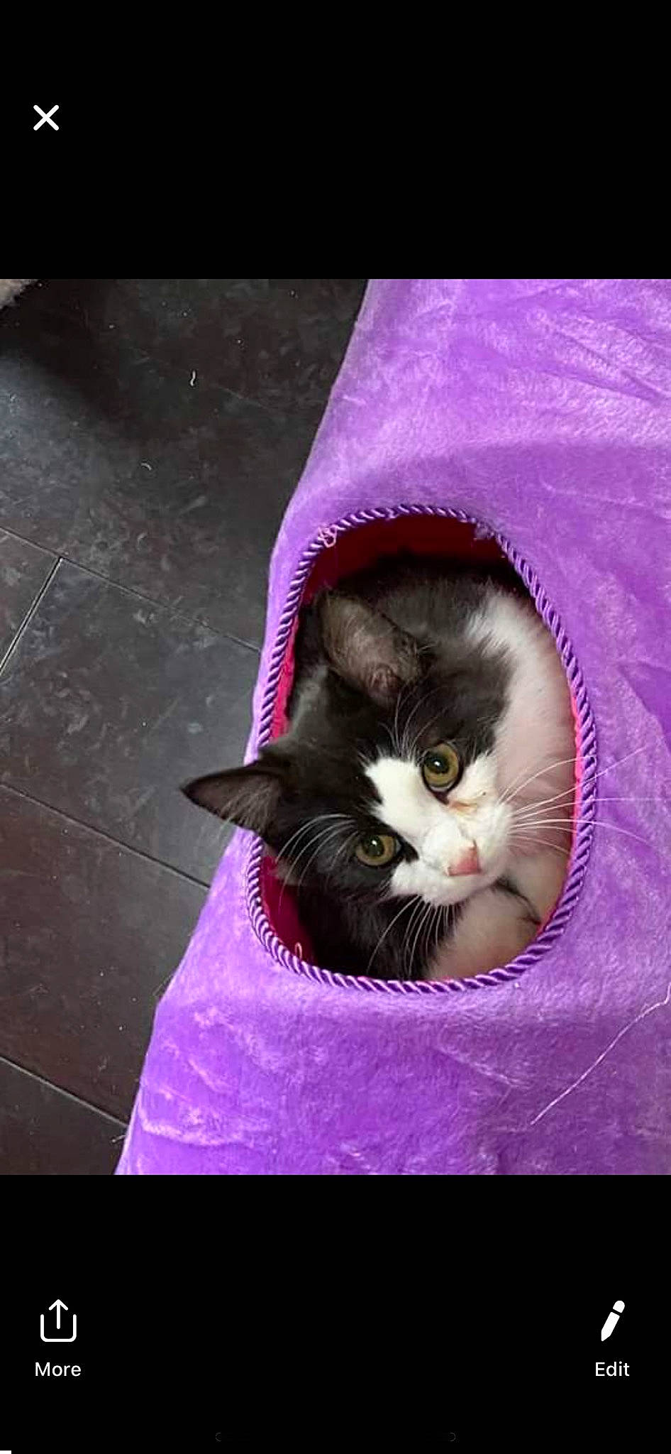 Gentry is registered to the contest to win money with this photo: carnivore, cat, domestic_short_haired_cat, felidae, kitten, magenta, norwegian_forest_cat, pink, small_to_medium_sized_cats, whiskers