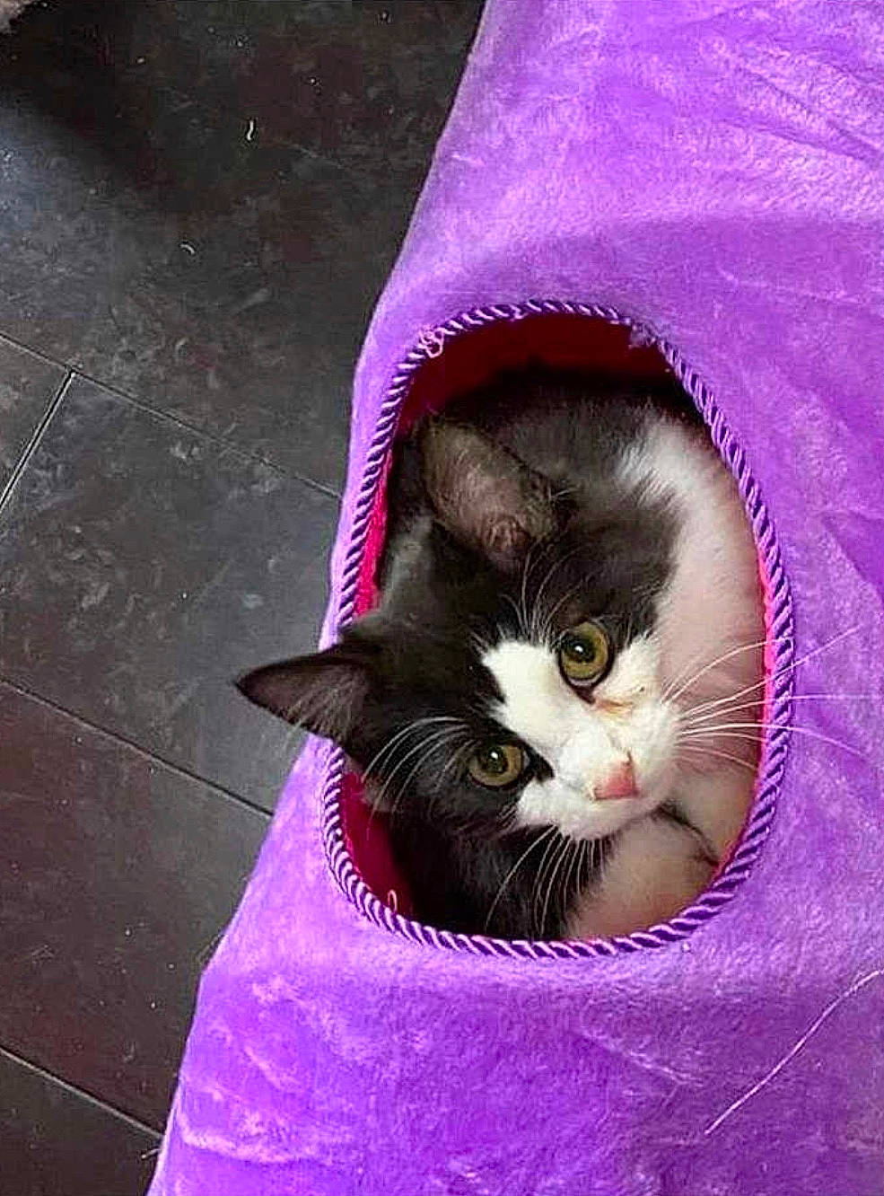 Gentry joined the competition — help win amazing prizes! carnivore, cat, domestic_short_haired_cat, felidae, fur, kitten, magenta, norwegian_forest_cat, pink, purple, small_to_medium_sized_cats, whiskers