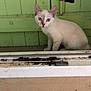 abyssinian, angora, animal, architecture, building, cat, door, house, housing, kitten, manx, pet, plant, plywood, porch, pottedplant, siamese, window, wood