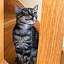 abyssinian, animal, architecture, building, cat, closet, cupboard, furniture, hardwood, house, housing, indoors, interiordesign, kitten, manx, pet, plywood, stainedwood, staircase, wood