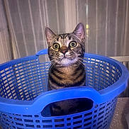 Bugati a rejoint le concours — aidez-le/la à gagner de superbes lots ! animal, blue, cat, container, curious, cute, domestic, expression, feline, fur, household, indoor, laundry_basket, looking_up, pet, sitting, striped, tabby, whiskers, wide_eyes