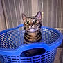 animal, blue, cat, container, curious, cute, domestic, expression, feline, fur, household, indoor, laundry_basket, looking_up, pet, sitting, striped, tabby, whiskers, wide_eyes