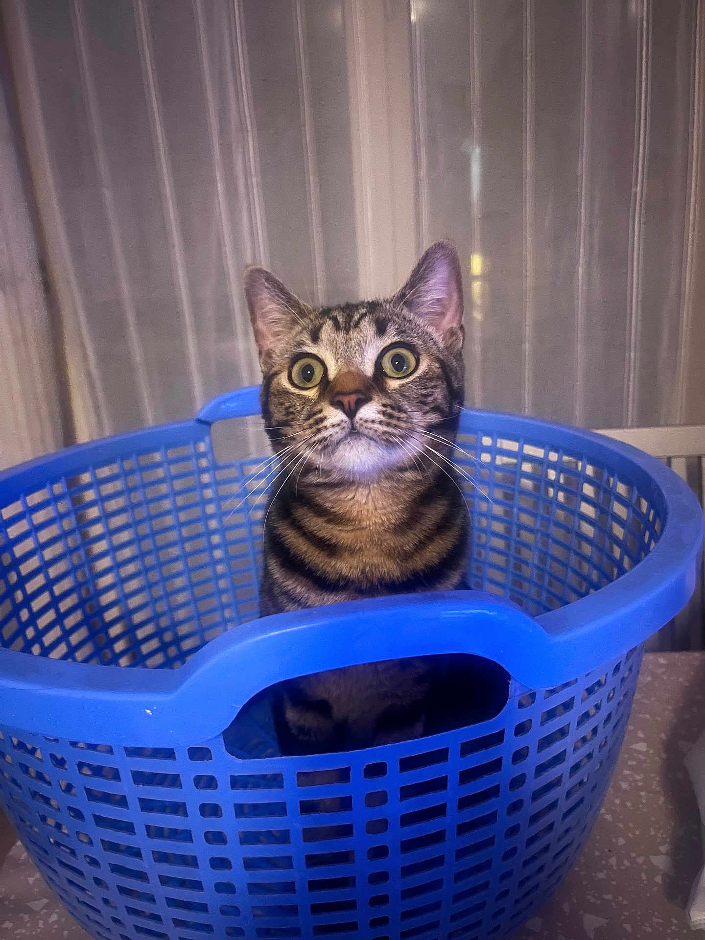 Bugati a rejoint le concours — aidez-le/la à gagner de superbes lots ! animal, blue, cat, container, curious, cute, domestic, expression, feline, fur, household, indoor, laundry_basket, looking_up, pet, sitting, striped, tabby, whiskers, wide_eyes