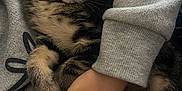 Bugati participe au concours pour gagner de l'argent avec cette photo : abyssinian, animal, baby, blanket, bodypart, cat, clothing, face, finger, hand, hoodie, kitten, knitwear, manx, person, pet, photography, sleeping, sweater, sweatshirt