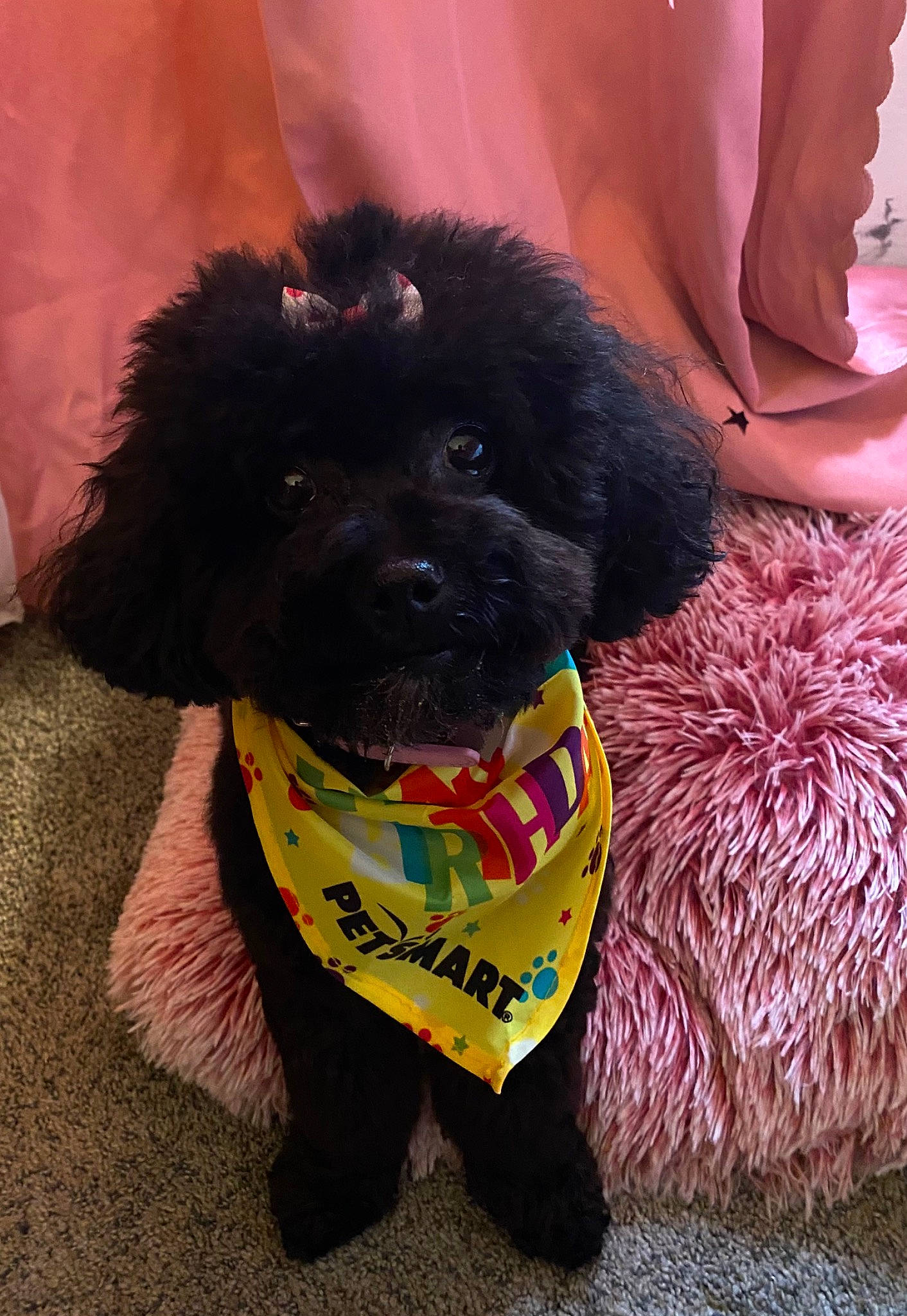 Stormi joined the competition — help win amazing prizes! canidae, carnivore, collar, companion_dog, dog, dog_breed, dog_clothes, dog_collar, dog_supply, fur, giant_dog_breed, leash, magenta, pet_supply, snout, sporting_group, toy_dog, water_dog, working_animal, working_dog