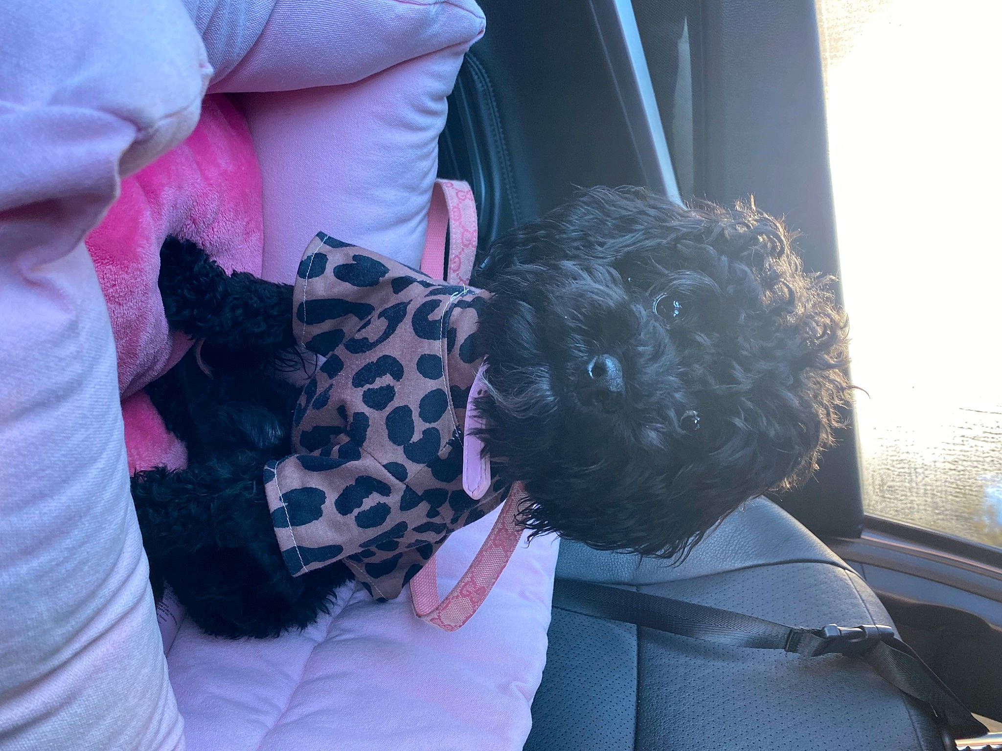 Stormi joined the competition — help win amazing prizes! comfort, companion_dog, cool, dog, dog_breed, dog_clothes, dress, eyewear, fur, linens, magenta, pattern, purple, shoulder, sleeve, stuffed_toy, sunglasses, t_shirt, textile, toy
