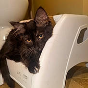 Dior is registered to the contest to win money with this photo: cat, kitten, black_cat, fluffy, fur, green_eyes, golden_eyes, animal, pet, whiskers, ears, paws, tail, chair, plastic_chair, indoor, home, tile_floor, close_up, portrait