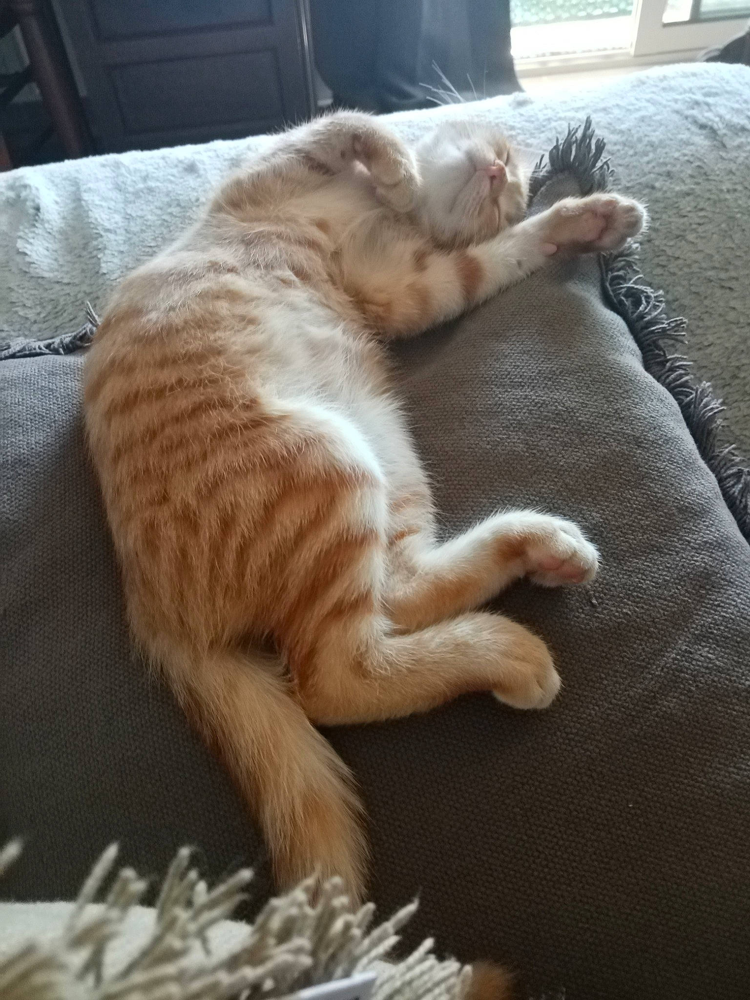 Rambo participe au concours pour gagner de l'argent avec cette photo : carnivore, cat, claw, comfort, domestic_short_haired_cat, fawn, felidae, flooring, foot, fur, mammal, nap, paw, sleep, small_to_medium_sized_cats, snout, tail, terrestrial_animal, whiskers, wood