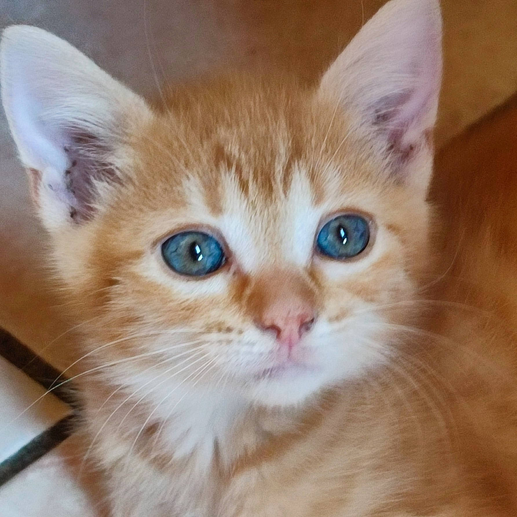 Rambo a rejoint le concours — aidez-le/la à gagner de superbes lots ! box, carnivore, cat, claw, domestic_short_haired_cat, ear, fawn, felidae, fur, iris, paw, small_to_medium_sized_cats, snout, tail, whiskers, window, wood