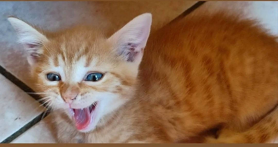 Rambo participe au concours pour gagner de l'argent avec cette photo : carnivore, cat, claw, domestic_short_haired_cat, fang, fawn, felidae, fur, hardwood, paw, photo_caption, small_to_medium_sized_cats, snout, tail, terrestrial_animal, whiskers, wildlife, wood