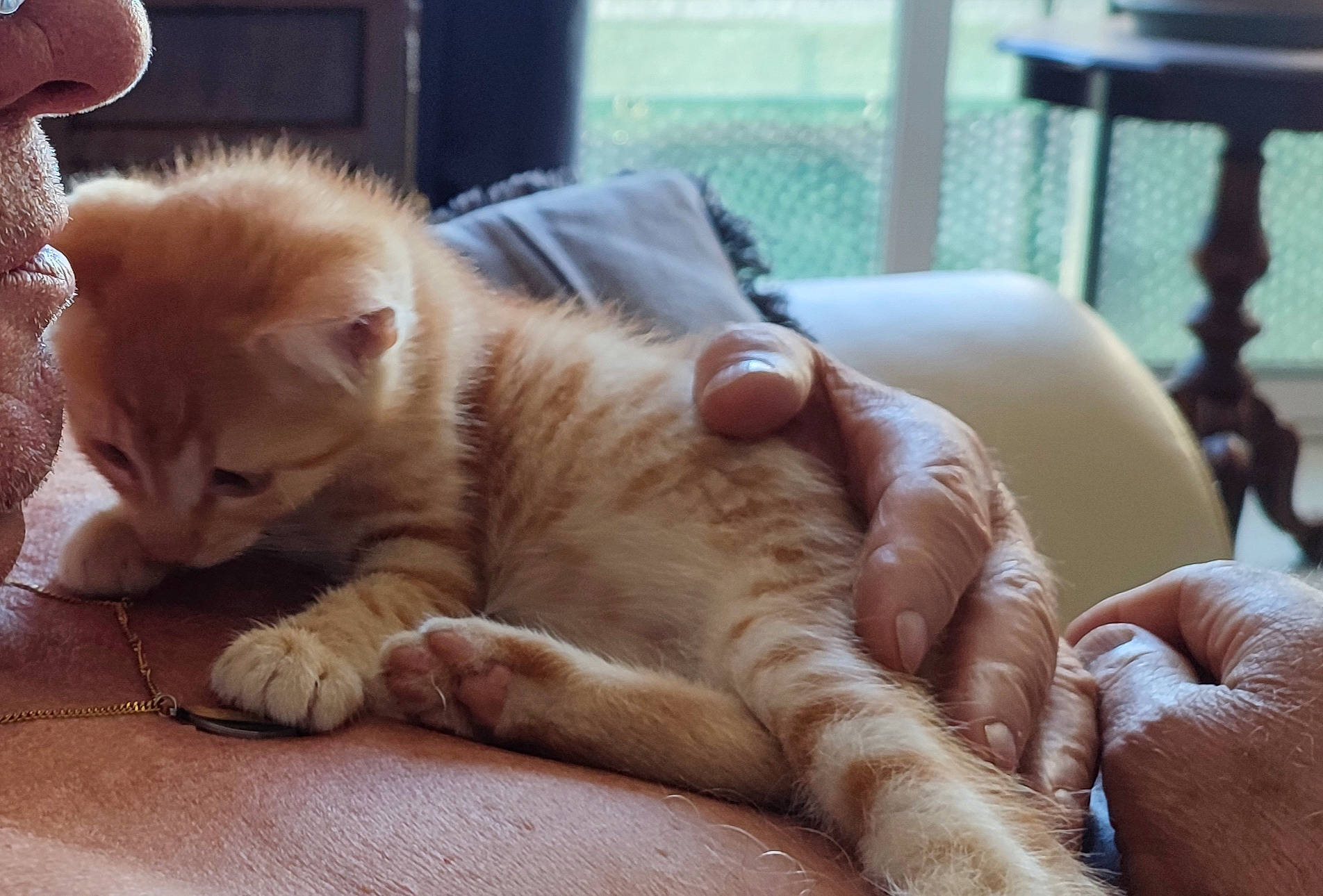 Rambo a rejoint le concours — aidez-le/la à gagner de superbes lots ! carnivore, cat, claw, comfort, domestic_short_haired_cat, fawn, felidae, foot, fur, human_leg, nail, paw, sitting, small_to_medium_sized_cats, snout, tail, terrestrial_animal, toe, whiskers, wood