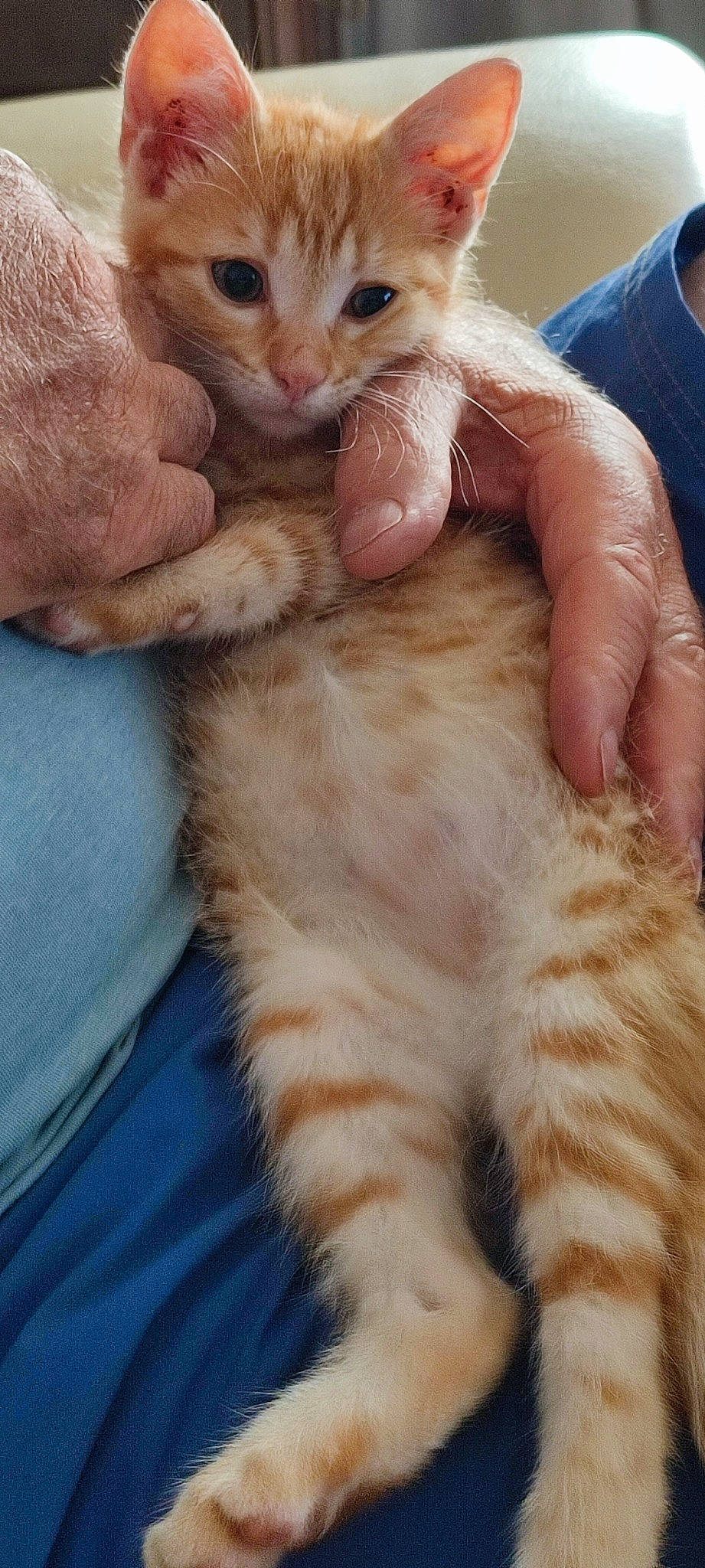 Rambo a rejoint le concours — aidez-le/la à gagner de superbes lots ! carnivore, cat, claw, comfort, domestic_short_haired_cat, ear, fawn, felidae, finger, foot, fur, gesture, hand, nail, paw, small_to_medium_sized_cats, snout, tail, thumb, whiskers