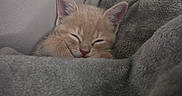 Fizzy joined the competition — help win amazing prizes! kitten, cat, sleeping, ginger_cat, furry, cute, indoors, blanket, gray_blanket, cozy, resting, closed_eyes, ears, whiskers, pet, animal, snuggled, soft, portrait, nap