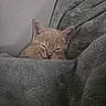 kitten, cat, sleeping, ginger_cat, furry, cute, indoors, blanket, gray_blanket, cozy, resting, closed_eyes, ears, whiskers, pet, animal, snuggled, soft, portrait, nap