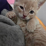 Fizzy is registered to the contest to win money with this photo: kitten, cat, animal, cream_fur, orange_fur, blue_eyes, face, whiskers, ears, paws, claws, fur, close_up, portrait, blanket, soft_texture, indoor, cute, curious, photography