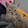 Fizzy joined the competition — help win amazing prizes! kitten, cat, cream_fur, blue_eyes, animal, pet, sitting, blanket, plush_blanket, cozy, indoors, portrait, close_up, whiskers, ears, paws, orange_cushion, fish_cushion, home, cute