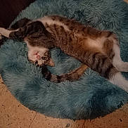 Filous participe au concours pour gagner de l'argent avec cette photo : cat, tabby_cat, pet, animal, fluffy_bed, teal_bed, indoor, floor, tile_floor, wooden_furniture, relaxed, lying_down, upside_down, paw, fur, whiskers, curious, cute, cozy, home