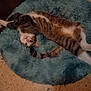 cat, tabby_cat, pet, animal, fluffy_bed, teal_bed, indoor, floor, tile_floor, wooden_furniture, relaxed, lying_down, upside_down, paw, fur, whiskers, curious, cute, cozy, home