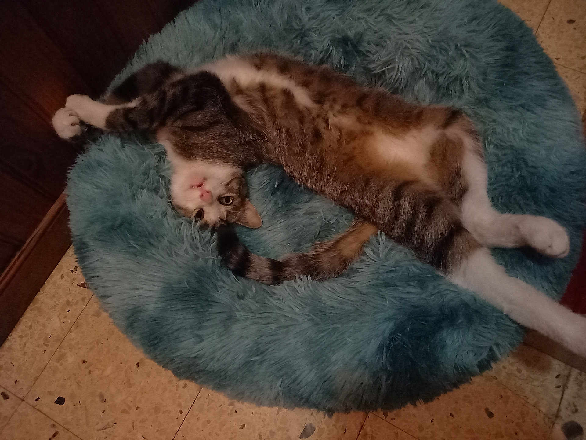 Filous participe au concours pour gagner de l'argent avec cette photo : cat, tabby_cat, pet, animal, fluffy_bed, teal_bed, indoor, floor, tile_floor, wooden_furniture, relaxed, lying_down, upside_down, paw, fur, whiskers, curious, cute, cozy, home
