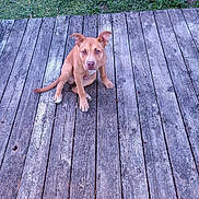 Bones joined the competition — help win amazing prizes! alert, animal, brown_dog, canine, curious, daylight, dog, ears, fur, grass, looking_up, nature, outdoor, pet, puppy, quiet, sitting, tongue_hidden, wooden_deck, young_dog