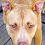 Bones is registered to the contest to win money with this photo: dog, canine, pet, animal, golden_fur, close_up, tongue_out, happy, ears, nose, paw, wooden_deck, outdoor, looking_up, friendly, muzzle, fur_texture, daylight, tongue, mouth_open
