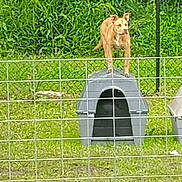 Bones joined the competition — help win amazing prizes! dog, doghouse, fence, grass, greenery, yard, outdoor, pet, canine, animal, nature, playful, standing, alert, summer, daytime, metal_bowl, wire_fence, plastic_doghouse, park