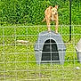 dog, doghouse, fence, grass, greenery, yard, outdoor, pet, canine, animal, nature, playful, standing, alert, summer, daytime, metal_bowl, wire_fence, plastic_doghouse, park