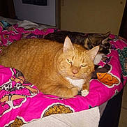 Edward joined the competition — help win amazing prizes! cat, tabby_cat, calico_cat, bed, blanket, indoor, feline, pet, animal, resting, lying_down, comfort, colorful, patterned_blanket, orange_cat, small_cat, cozy, domestic, cute, relaxed