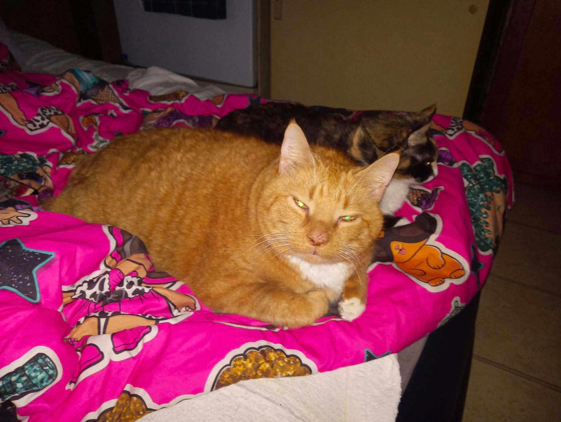Edward joined the competition — help win amazing prizes! cat, tabby_cat, calico_cat, bed, blanket, indoor, feline, pet, animal, resting, lying_down, comfort, colorful, patterned_blanket, orange_cat, small_cat, cozy, domestic, cute, relaxed