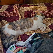 Strawberry is registered to the contest to win money with this photo: animal, bed, blanket, calico_cat, cat, comfort, cozy, domestic, feline, fur, home, indoor, multicolor, patterned, pet, quilt, relaxed, resting, sleeping, soft