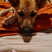 Lilly May joined the competition — help win amazing prizes! dog, bed, blanket, orange, fur, pet, animal, indoors, resting, sleepy, ears, snout, cute, closeup, comfort, homedecor, relaxation, canine, portrait, fur_texture
