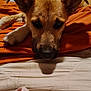 dog, bed, blanket, orange, fur, pet, animal, indoors, resting, sleepy, ears, snout, cute, closeup, comfort, homedecor, relaxation, canine, portrait, fur_texture