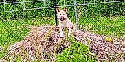 Lilly May is registered to the contest to win money with this photo: adventure, animal, branches, canine, curious, daytime, dog, fence, grass, greenery, messy, metal_fence, nature, outdoor, pet, pile, small_dog, standing, sticks, yard